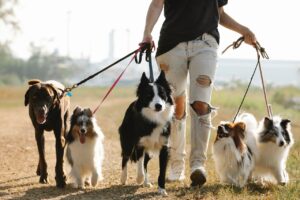 Potrzebne smakołyki na spacery z psami – gdzie rozejrzeć się za czymś jakościowym?